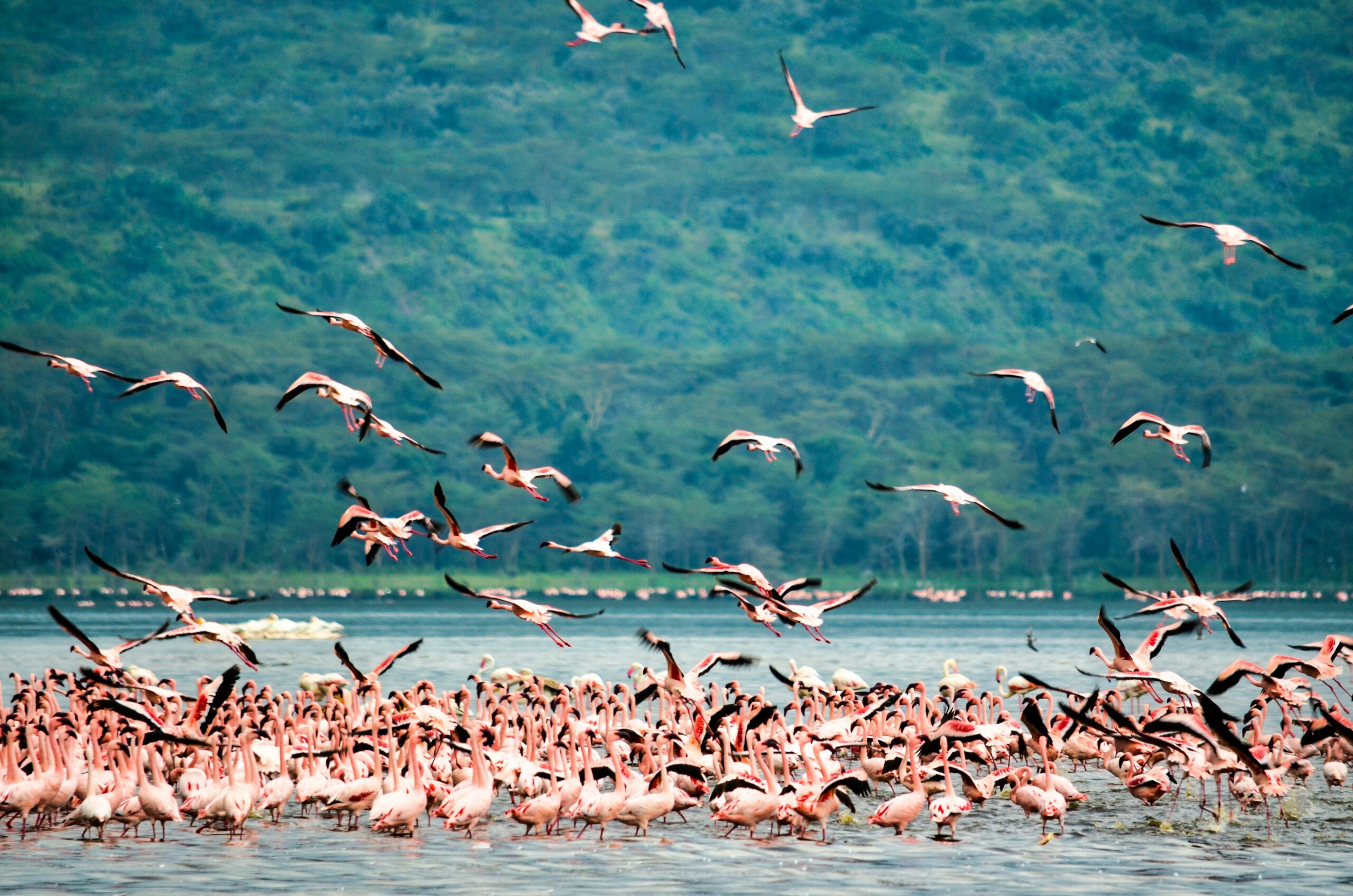 Flamingoes