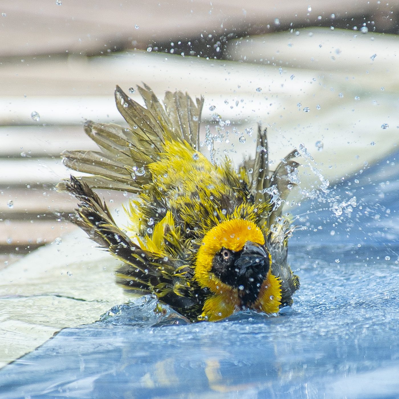 One of the many species of birds at the lodge