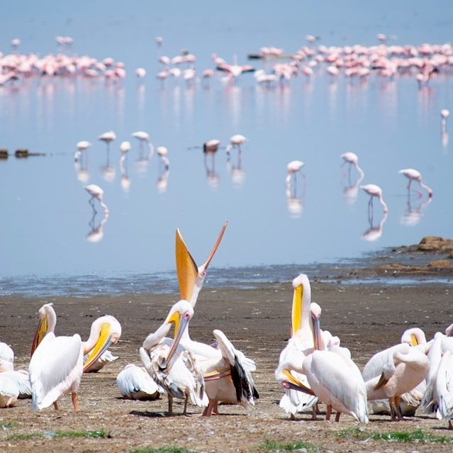 Enjoy birdwatching and observe a diverse array of avian species