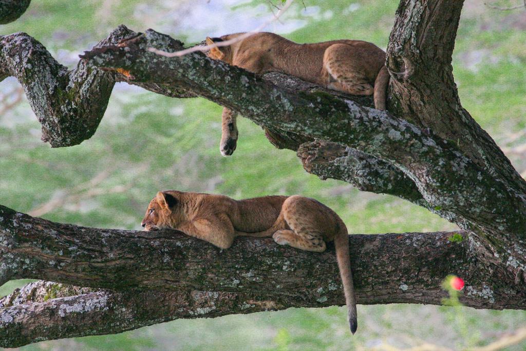Game drive Lake Nakuru Lodge