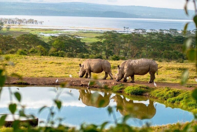 Read more about the article History of Lake Nakuru National Park