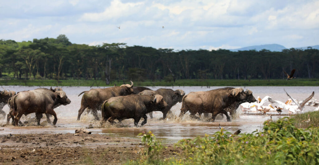 Lake Nakuru National Park